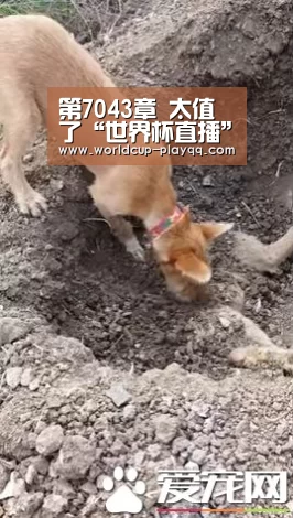 世界杯直播